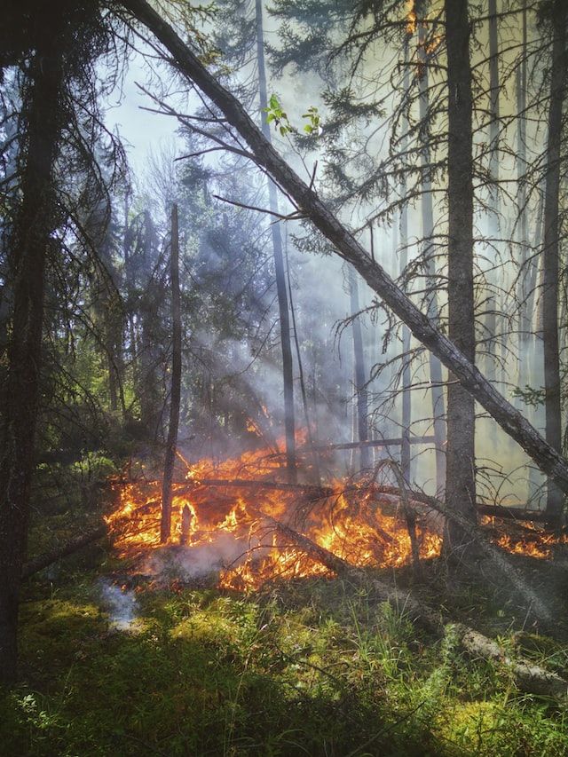 3 proyectos de ley que la ciudadanía chilena puede impulsar para evitar y lidiar con tormentas de fuego